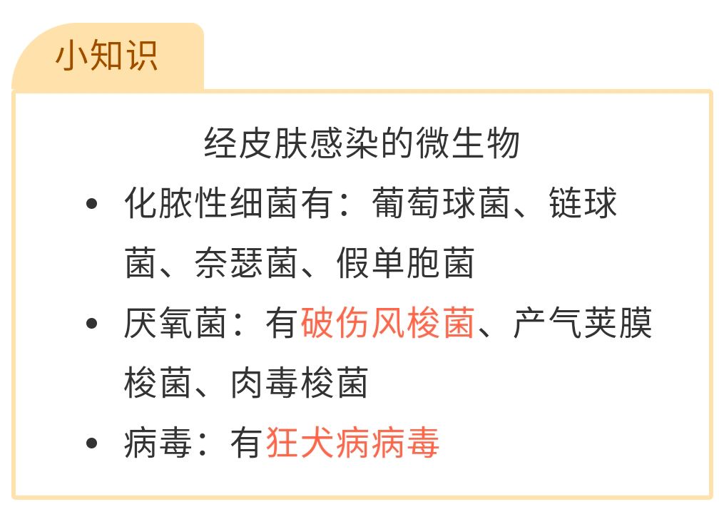 被咬伤感染狂犬病的概率,狂犬病和破伤风的表现有何不同