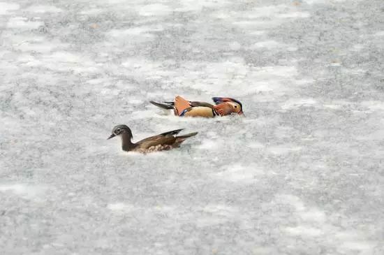 最近过半中国人都在噗噗噗呸呸，一开门，心里飘过一万头羊驼…
