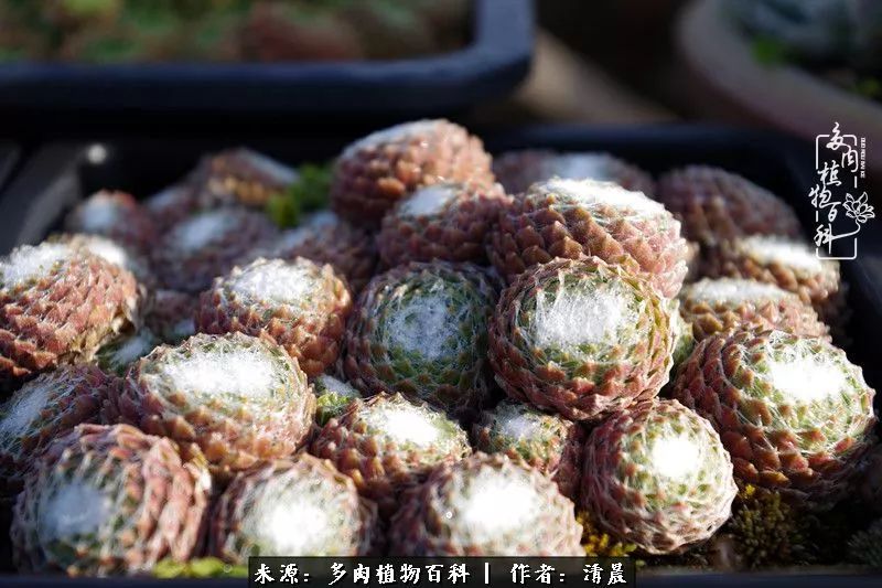 记录多肉开花的美好时光,清晨的多肉图片大全