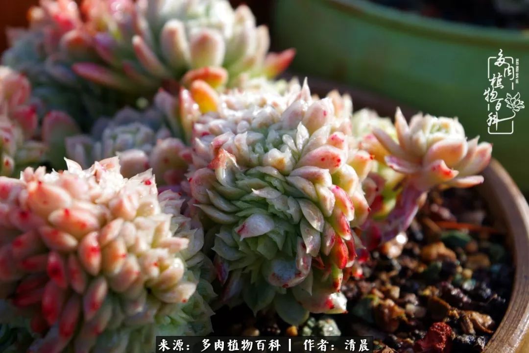 记录多肉开花的美好时光,清晨的多肉图片大全