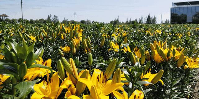 “百合节”开园｜100亩七彩花田，1000000株百合花，等你来