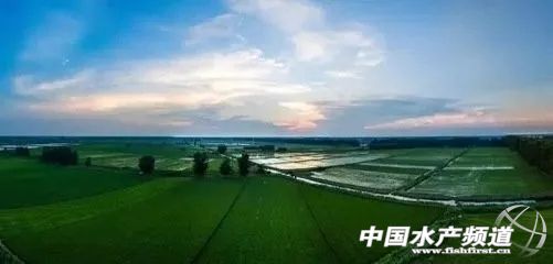 稻田养殖田蛙的利润怎么样,稻田黑斑蛙养殖政策