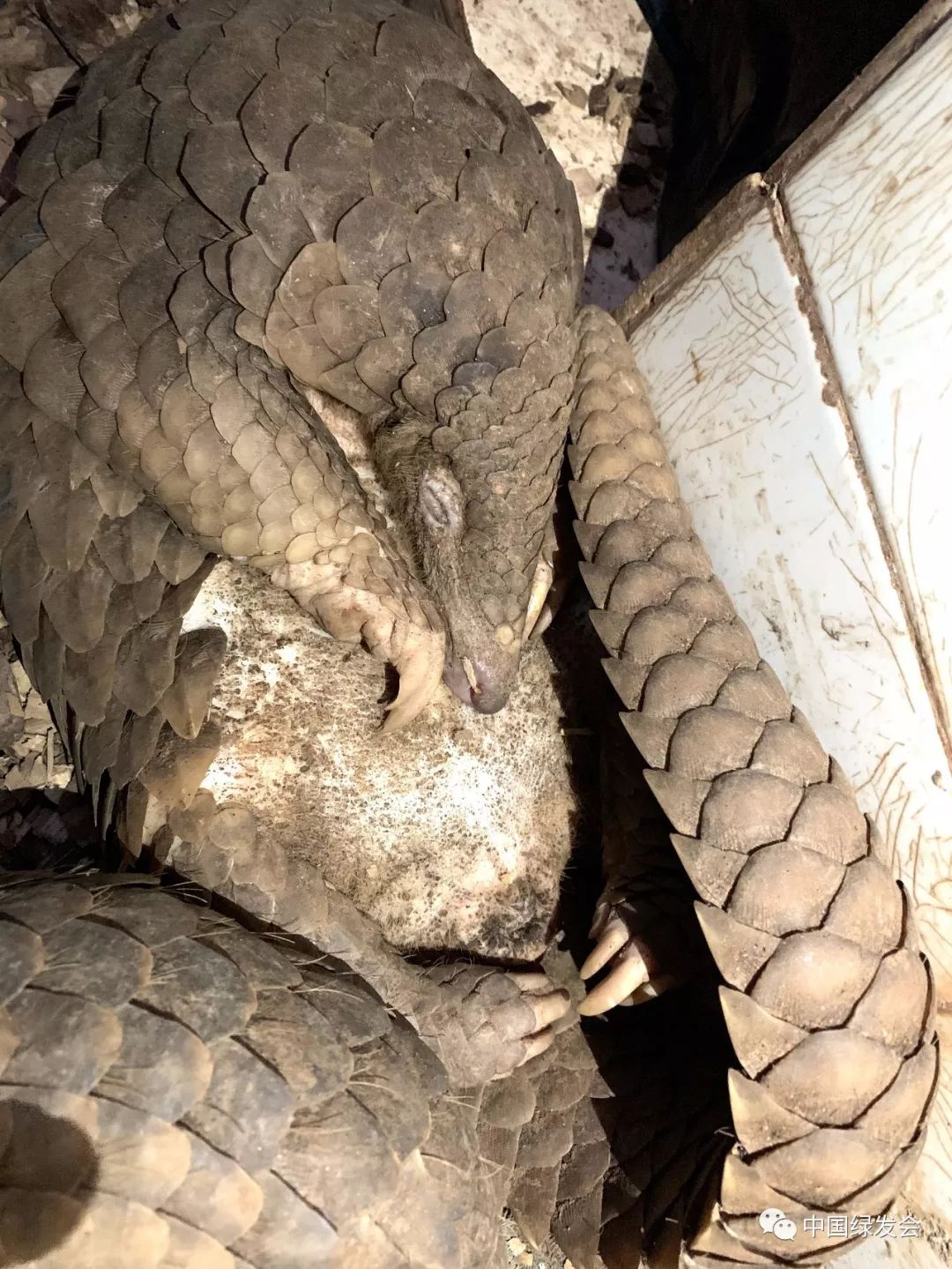 蜱虫黑虫,蜱虫天敌红蚂蚁