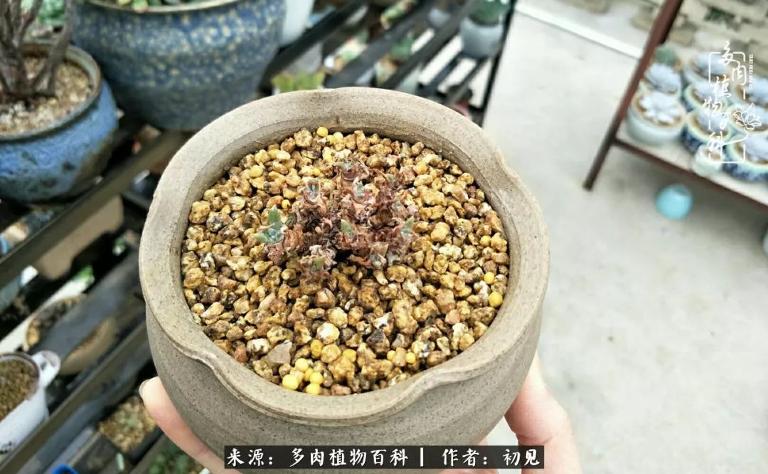 从开始养多肉就对多肉疯狂热爱,多肉美肉控养方法