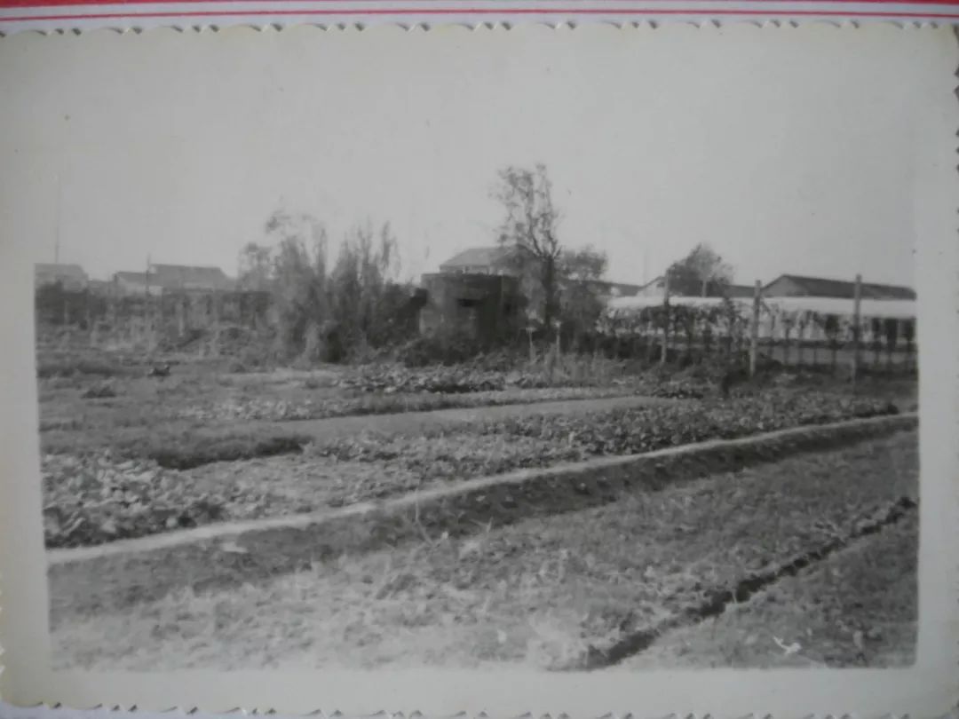 上海月浦战役,上海战役月浦战斗地图