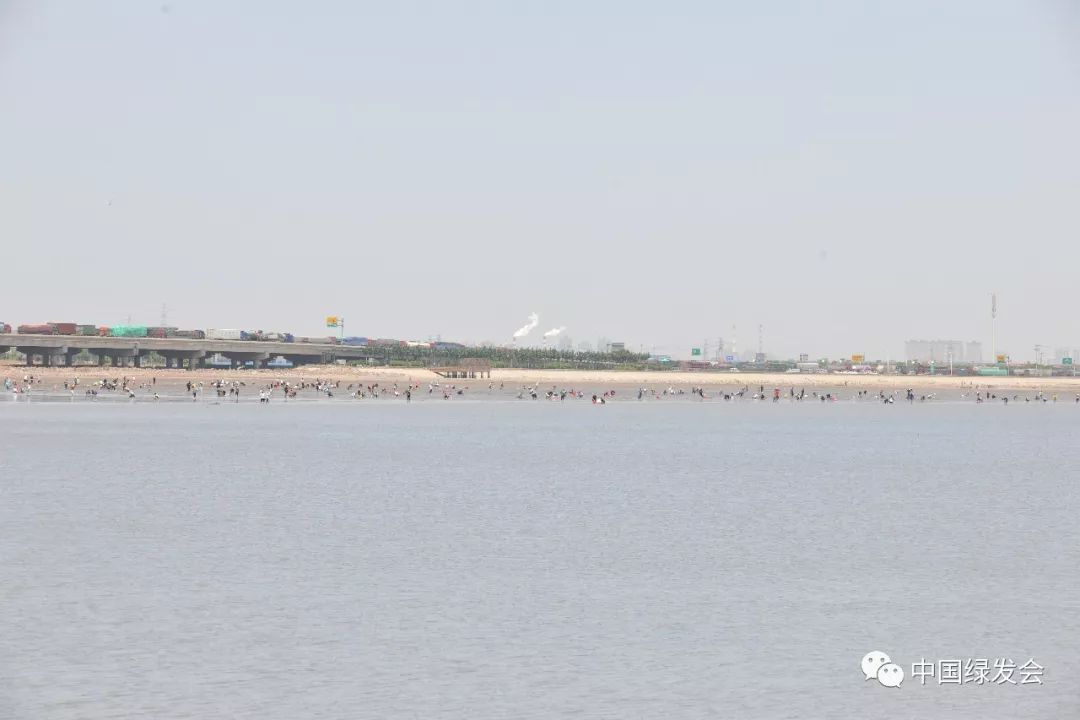 天津遗鸥保护,遗鸥国家自然保护区