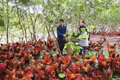 桑树效益知多少！桑叶用途多，桑葚效益高！