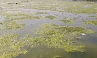 养螃蟹为什么要控青苔,螃蟹养殖用杀青苔药