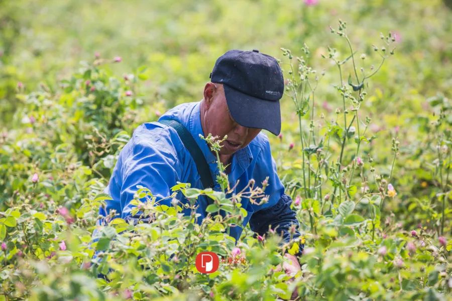 五月芬芳之旅，与你相约海安大马士革*瑰园玫**