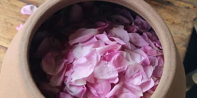 五月芬芳之旅，与你相约海安大马士革*瑰园玫**