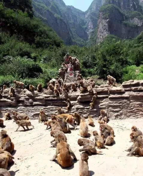 本周末，主播秋雨、大雄带你畅游王屋山、五龙口，只剩10个自驾名额，欲报从速！