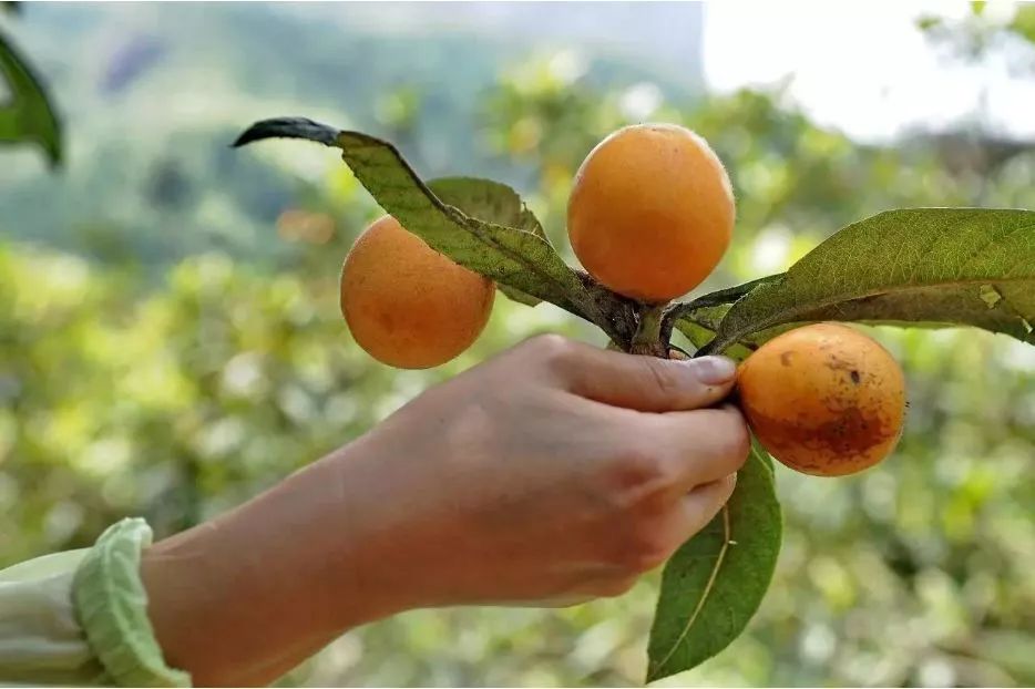 贵阳乌当花果山枇杷,贵阳摘枇杷最好的地方求推荐