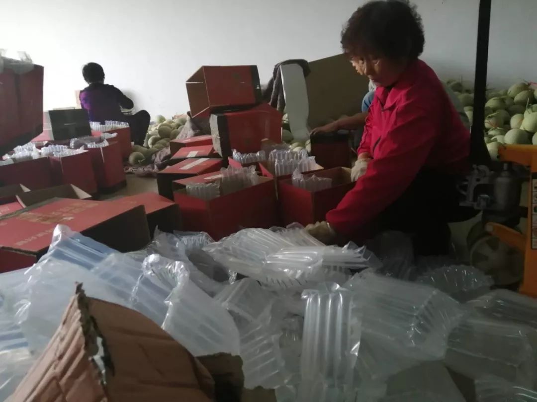 海阳网纹瓜电商日销近十万斤,海阳网纹瓜批发多少钱