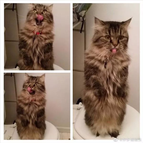 日本“手工鬼才”捏的小动物模型，比表情包还沙雕