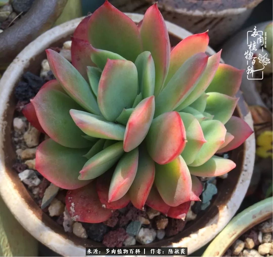 往后余生与花草相伴,往后余生与健康相伴