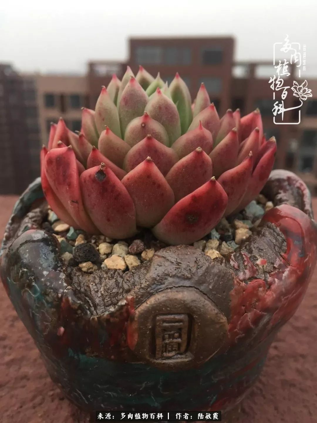 往后余生与花草相伴,往后余生与健康相伴