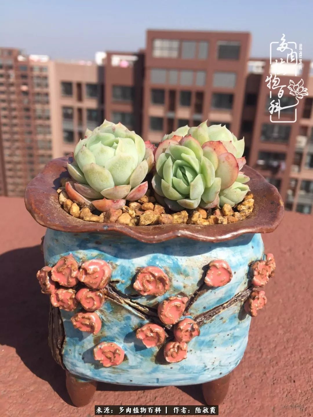 往后余生与花草相伴,往后余生与健康相伴