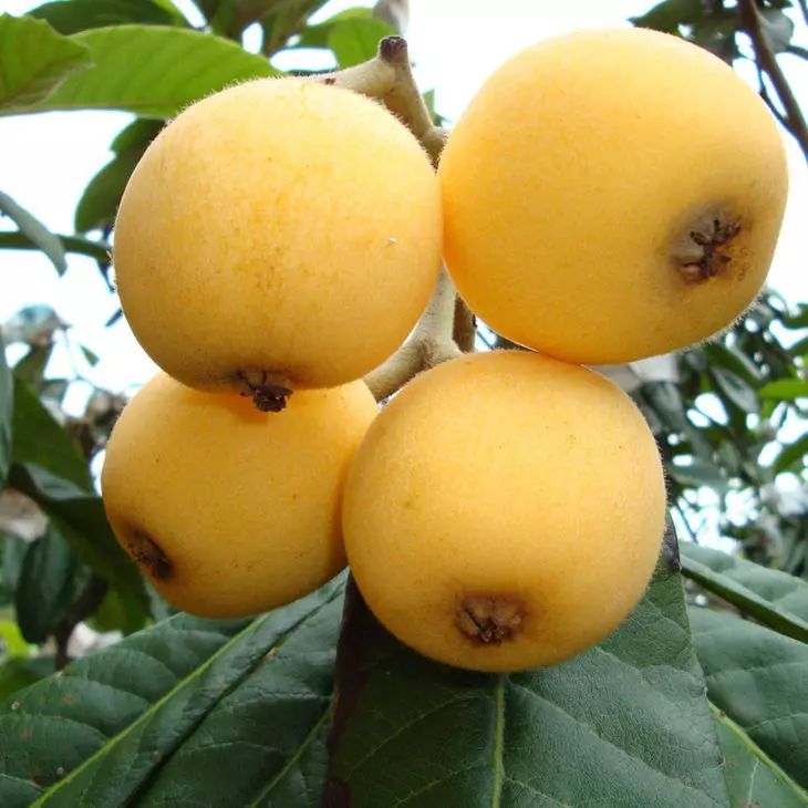 皮薄鲜甜多汁！去年卖爆的塘栖枇杷又来了，顺丰到家！