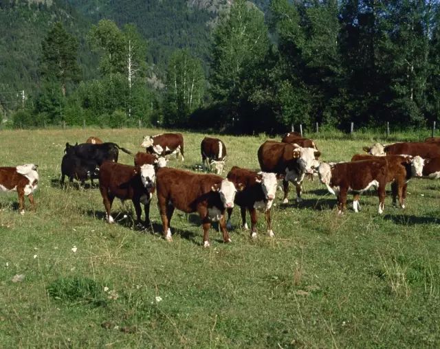 牛品种最好是哪个品种,适合生产雪花牛肉的中国牛品种