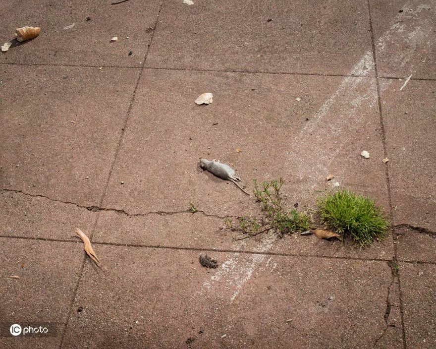 在硅谷东圈，有一座从天堂跌落的城市｜ICphoto