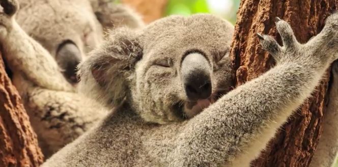 考拉要睡,考拉要努力