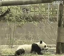 帮熊猫治好黑眼圈的办法,全球第一只黑眼睛熊猫