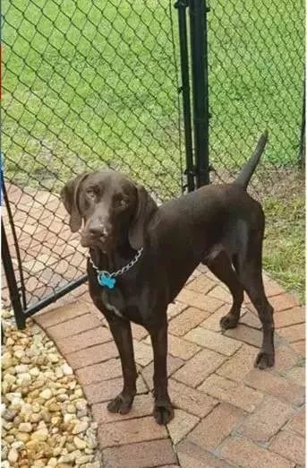 缉毒犬会染上毒瘾吗视频讲解,闻毒品的缉毒犬会因此染上毒瘾吗