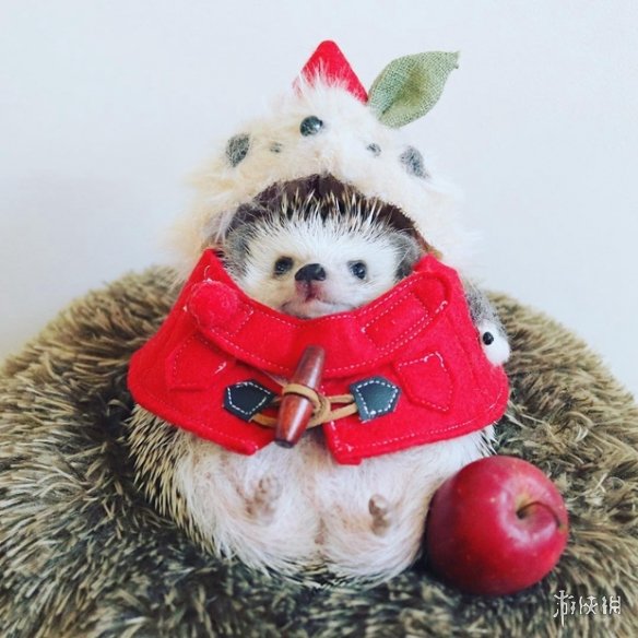 喵汪见我黯然失色萌萌哒的小刺猬Monaka走红网络