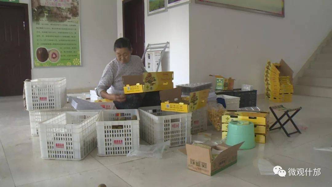 什邡市猕猴桃种植过程,什邡猕猴桃示范园