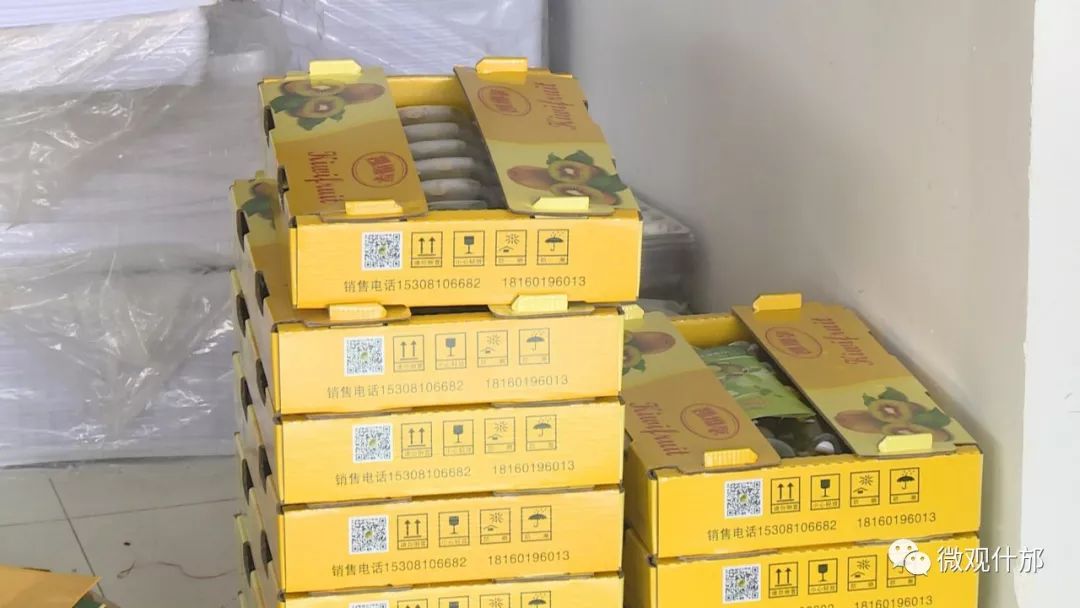 什邡市猕猴桃种植过程,什邡猕猴桃示范园