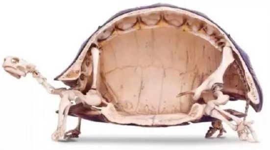 冷知识合集视频,冷知识合集超长