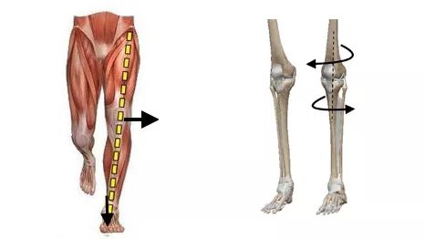 腿粗还不直小腿还外翻,怎么走路小腿才不会粗