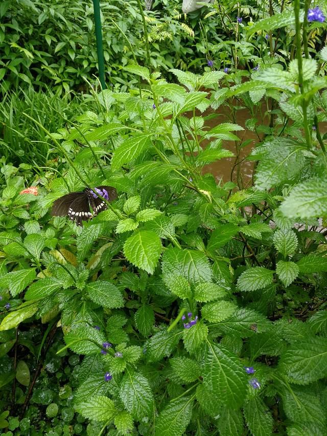 肇庆七星岩鼎湖山自助游,肇庆鼎湖山和七星岩相距多远