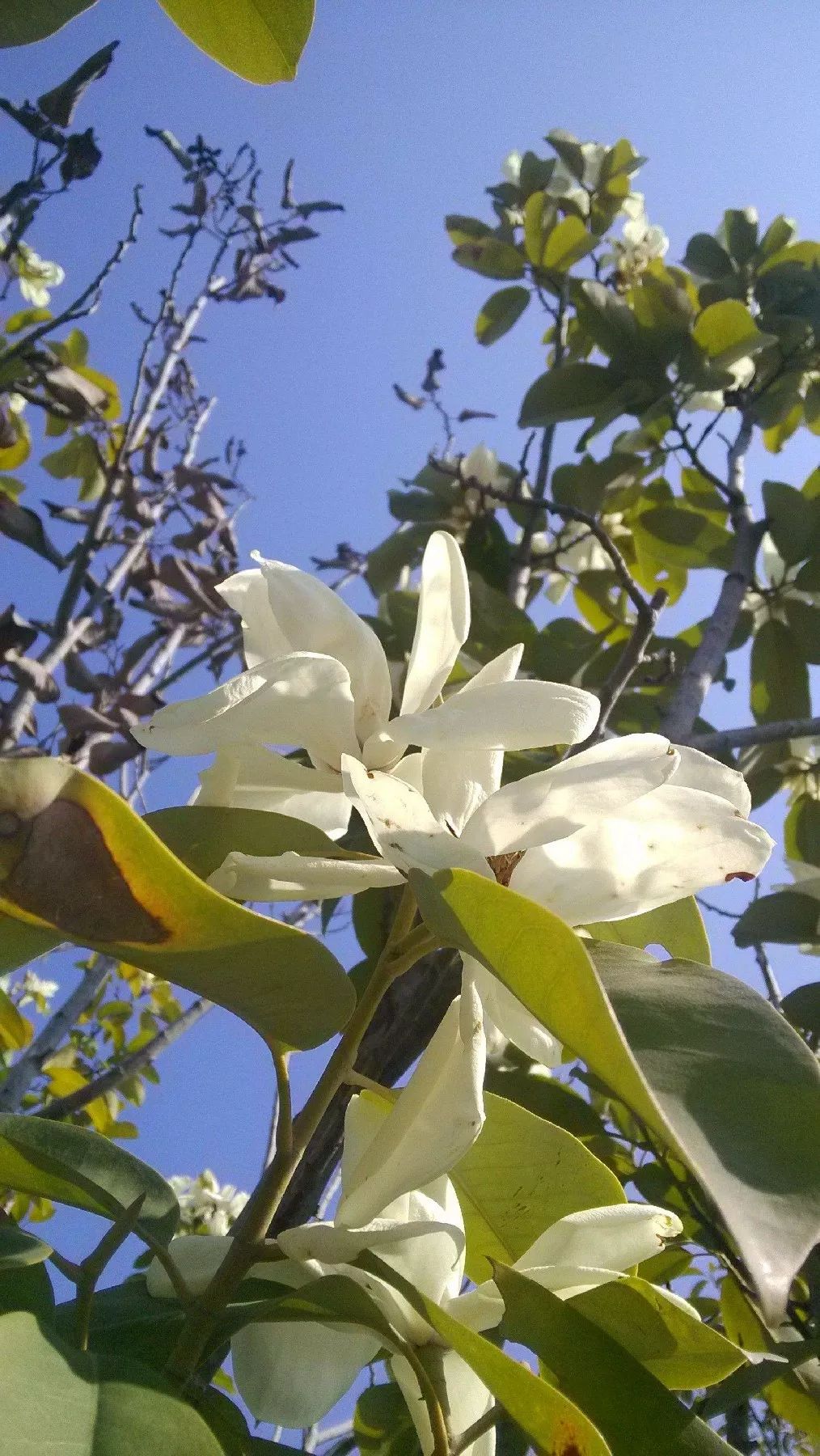 大明山儿童节攻略,大明山六一儿童节