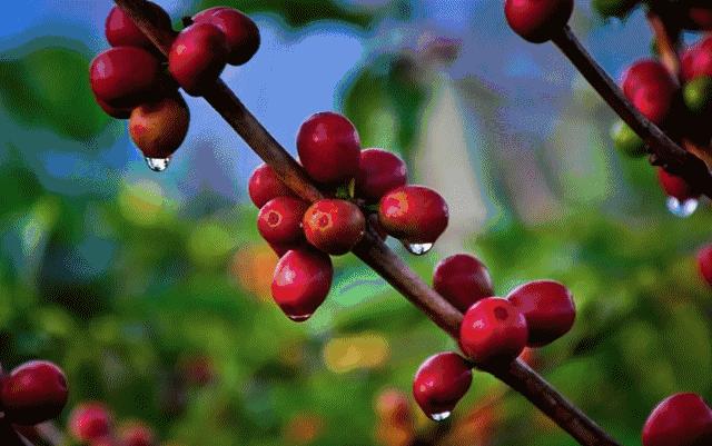 咖啡里面有什么东西,咖啡中有墨鱼汁吗