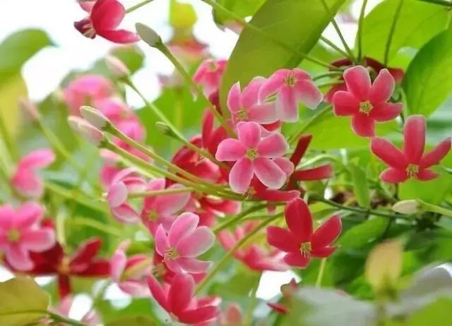 100种爬藤植物花墙,15种常用的园林观花爬藤植物