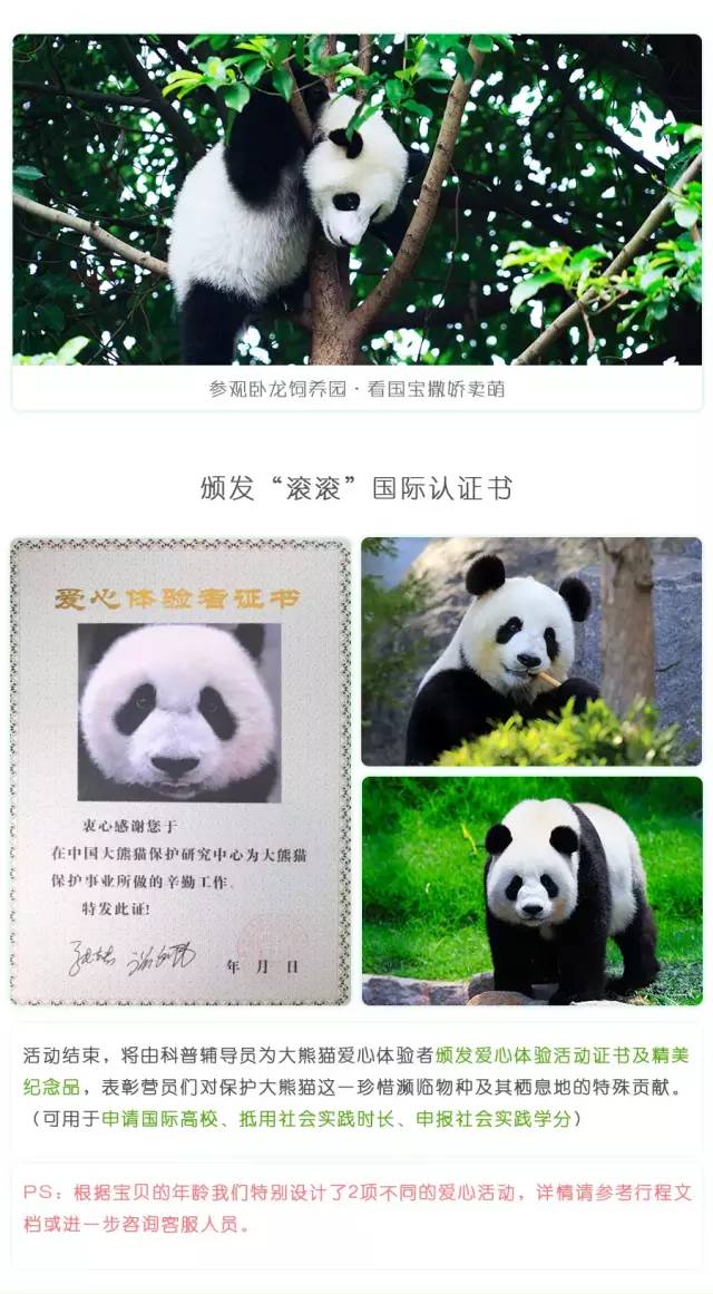 大熊猫铲屎官,都江堰熊猫谷铲屎官报名