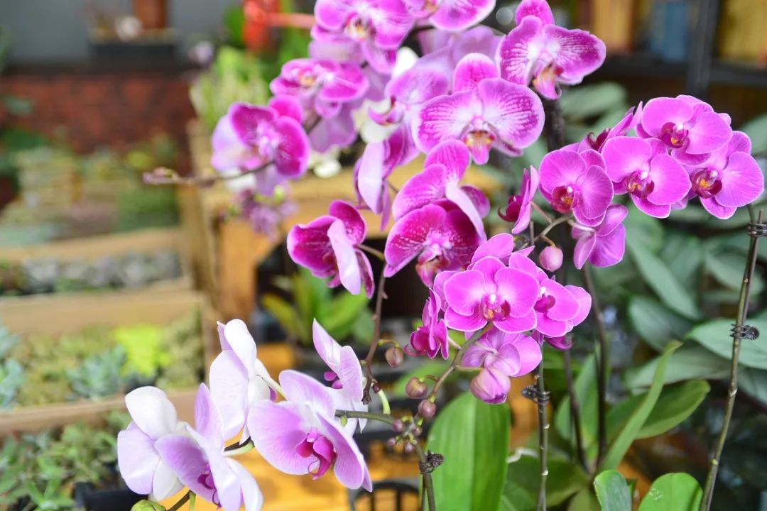 天太热怎么给花降温,天太热给花花草草浇水