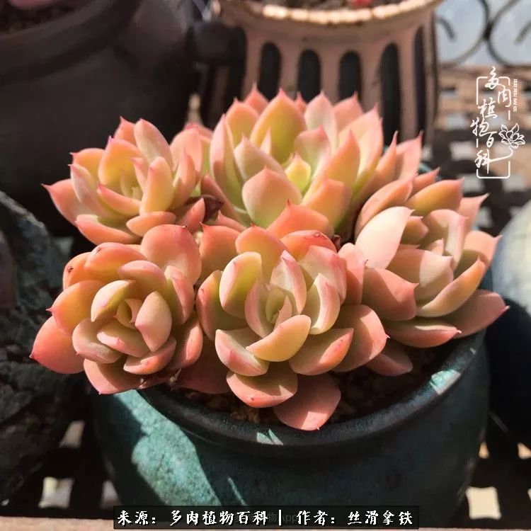 夏季比较耐晒的多肉,夏日的多肉