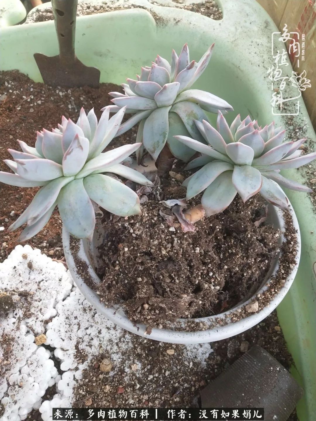 一个80后的养殖人,农村80后养肉人