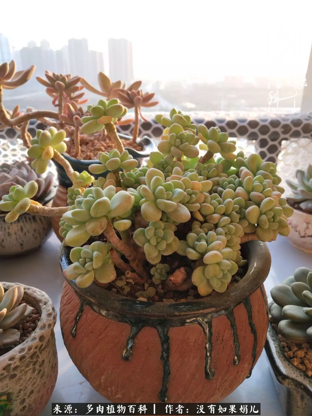 一个80后的养殖人,农村80后养肉人