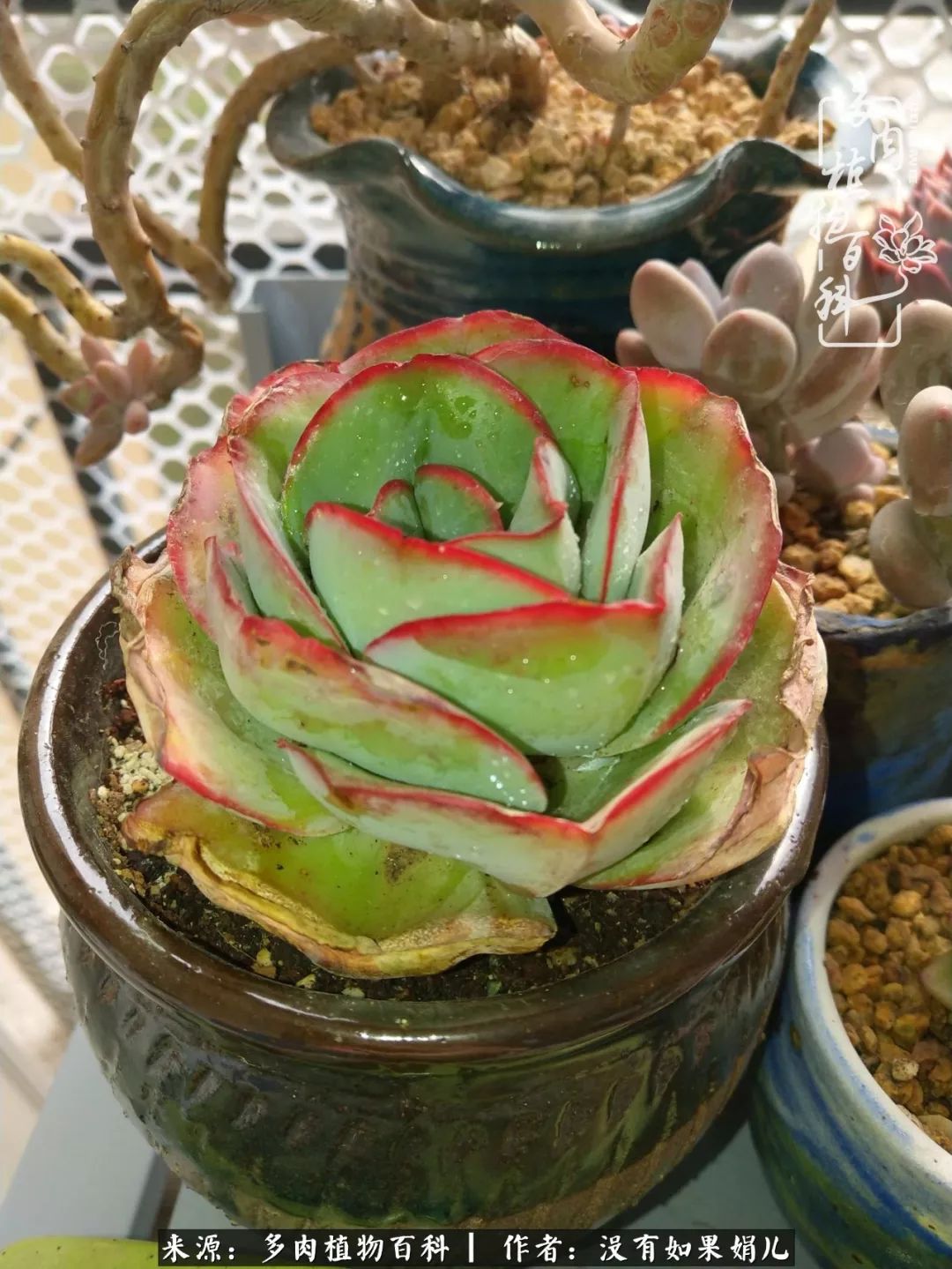 一个80后的养殖人,农村80后养肉人