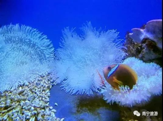 南宁六一免费景点推荐,南宁六一儿童游玩攻略