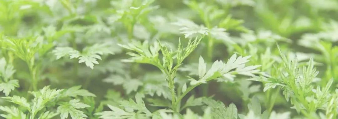 一举六得！彭艾种植，妙用无穷