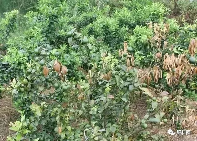 果树发生肥害怎么补救,果树施肥如何避免发生肥害病