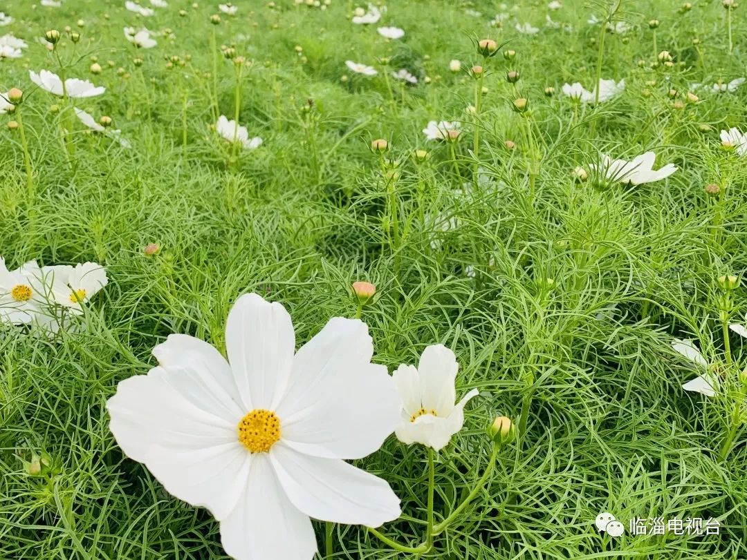 临淄花海公园在哪里,淄博临淄花海攻略