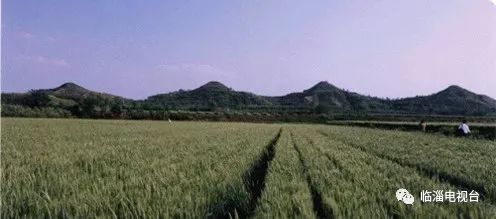 临淄花海公园在哪里,淄博临淄花海攻略