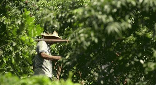 莫干山萤火虫基地住宿,莫干山云起萤光水森林萤火虫基地