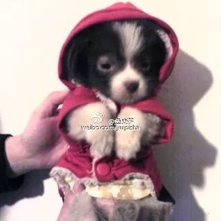 高萌来袭！真小奶猫小奶狗！|毛孩子的童年有多奶？