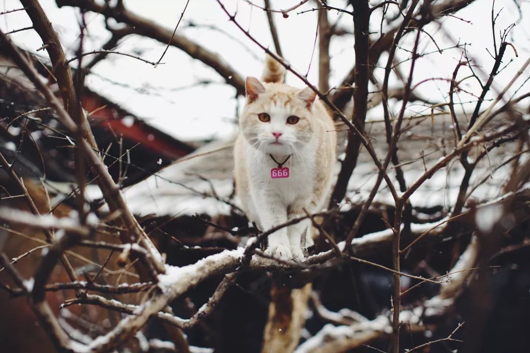 高萌来袭!真小奶猫小奶狗!|毛孩子的童年有多奶?